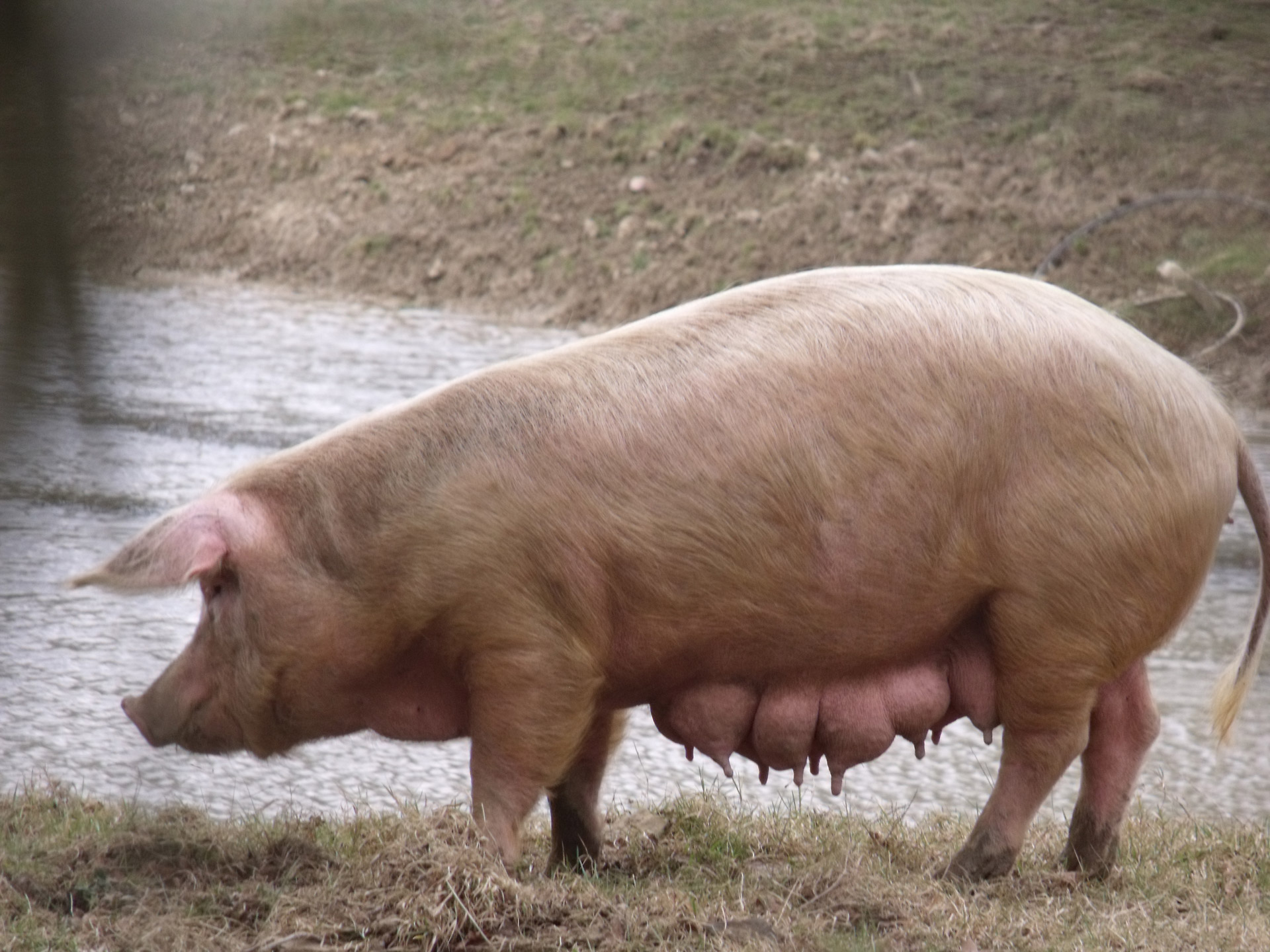 Вымя свиньи. Порода свиней Темпо. Эстонская беконная свинья. Кабан боров хряк свинья. Хряк белый дюрок.