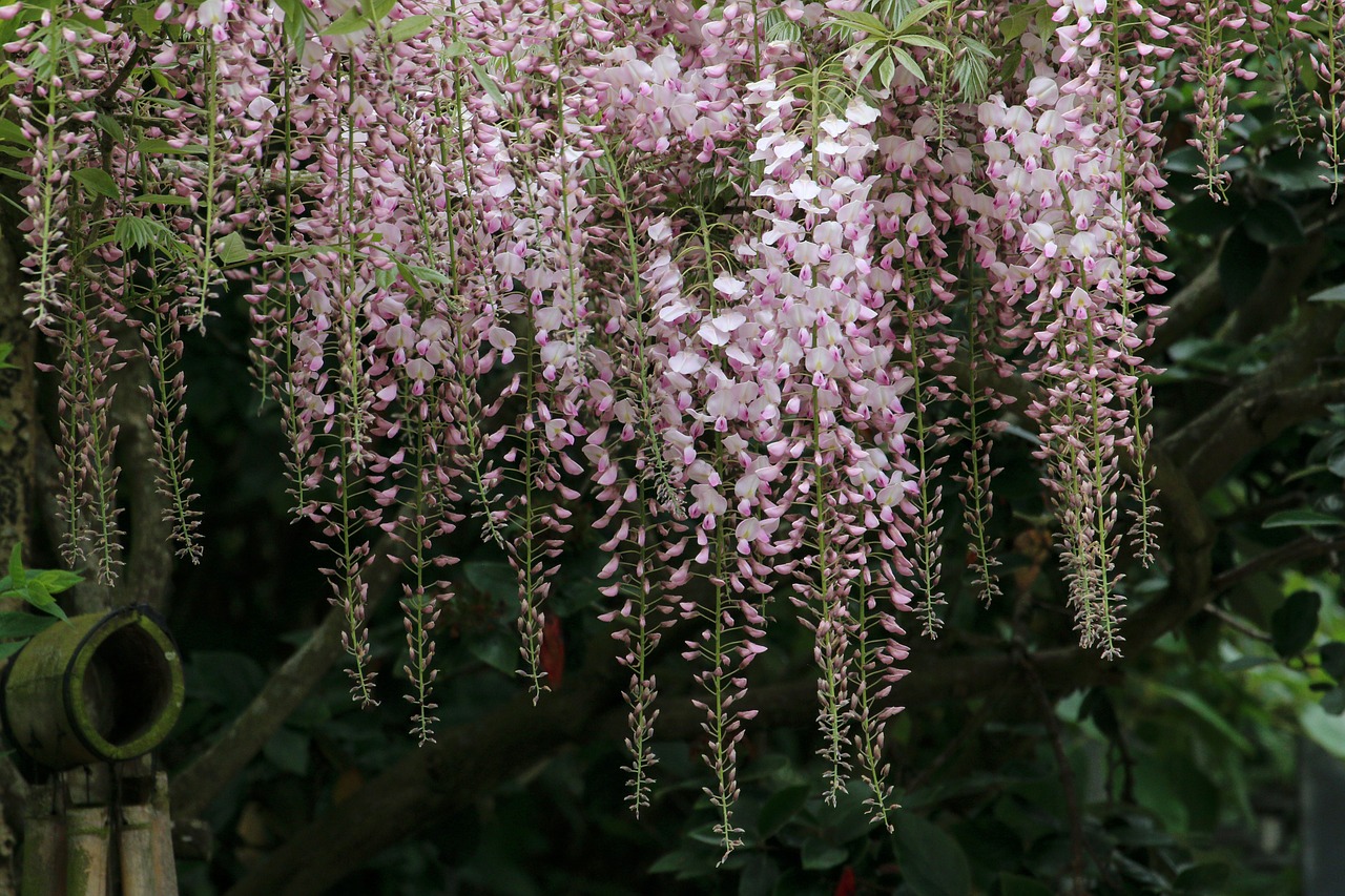 Glicinas,  Alpinizmas,  Vijoklis,  Gėlės,  Žydėjimo,  Wisteria,  Rožinis, Nemokamos Nuotraukos,  Nemokama Licenzija