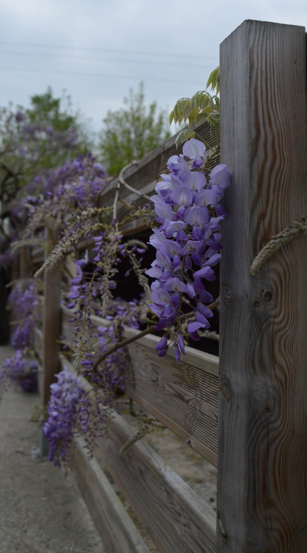 Glicinas,  Alpinizmas & Nbsp,  Gėlės,  Wisteria, Nemokamos Nuotraukos,  Nemokama Licenzija