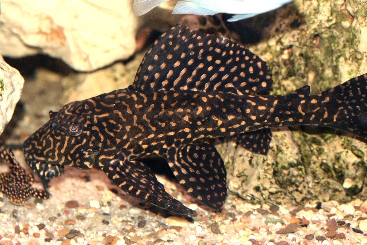 Glyptoperichthys Joselimaianus, L-Šamas, Cichlid, Malavis, Cichlidae, Cichlids, Tanganika, Victorian, Žuvis, Ežeras