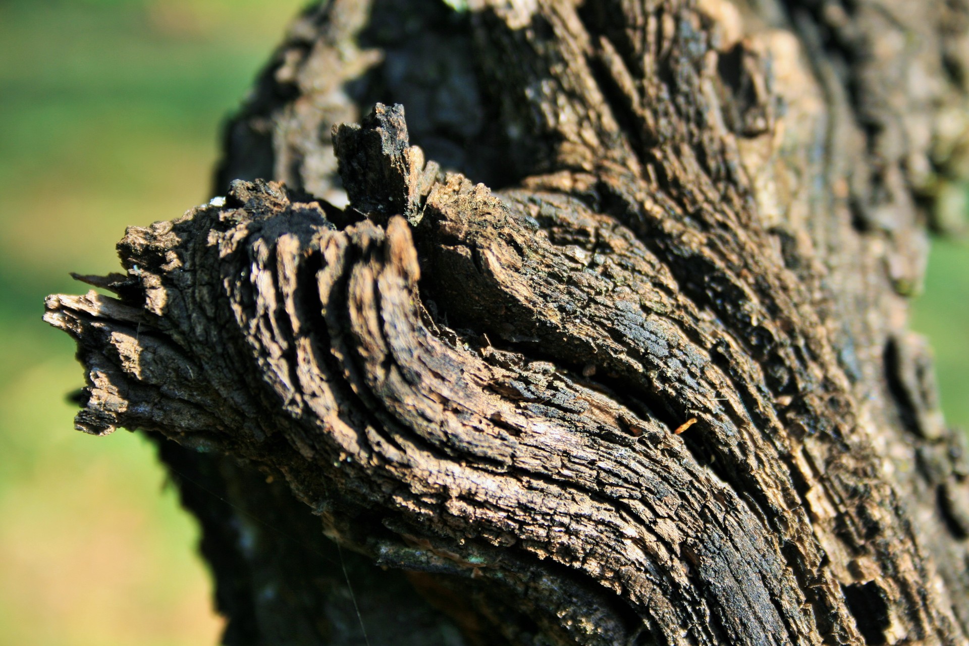 Medis,  Persikas,  Bagažinė,  Gnarled,  Susukti,  Gnarled Bunkeris Senojo Persikų Medžio, Nemokamos Nuotraukos,  Nemokama Licenzija