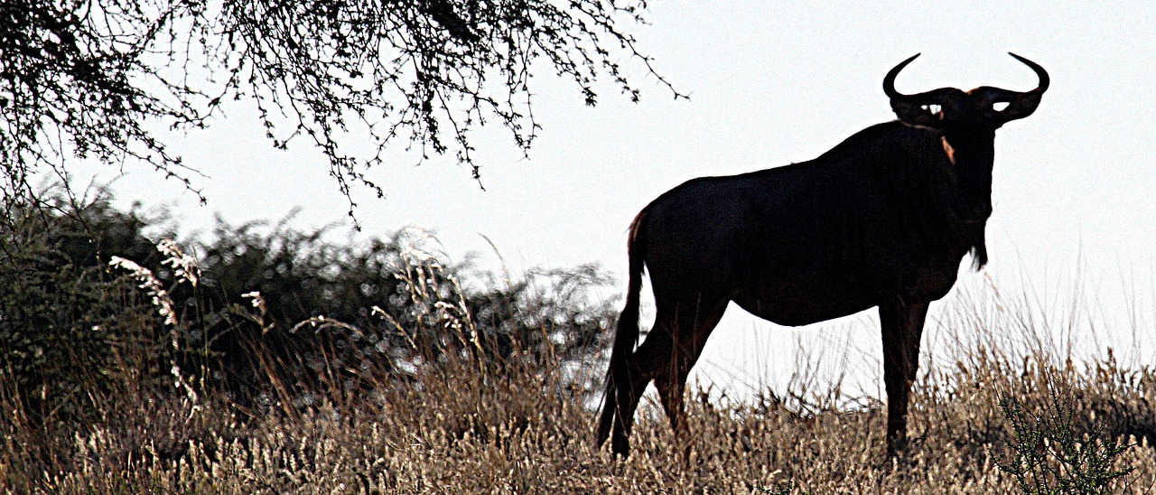 Gnu, Kalahari, Namibija, Dykuma, Kalahari Dykuma, Stepė, Nemokamos Nuotraukos,  Nemokama Licenzija