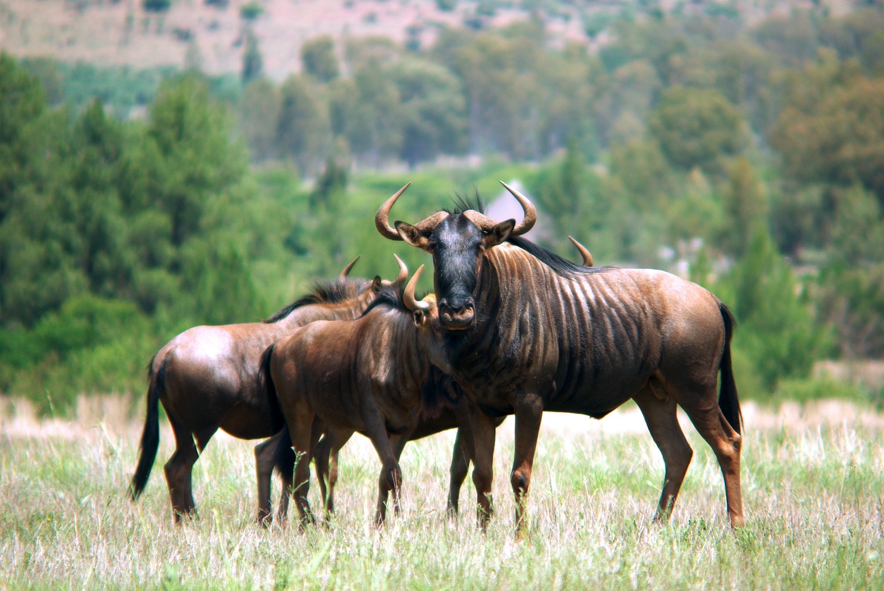 Gnu, Wildebeest, Pietų Afrika, Atsargus, Savana, Ragas, Safari, Žinduolis, Išsaugojimas, Ekologija