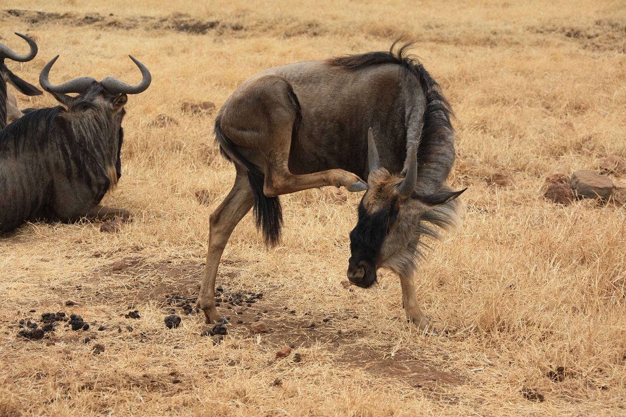 Gnu, Afrika, Safari, Nacionalinis Parkas, Laukiniai Gyvūnai, Tanzanija, Dykuma, Laukinės Gamtos Fotografija, Wildebeest, Kenya