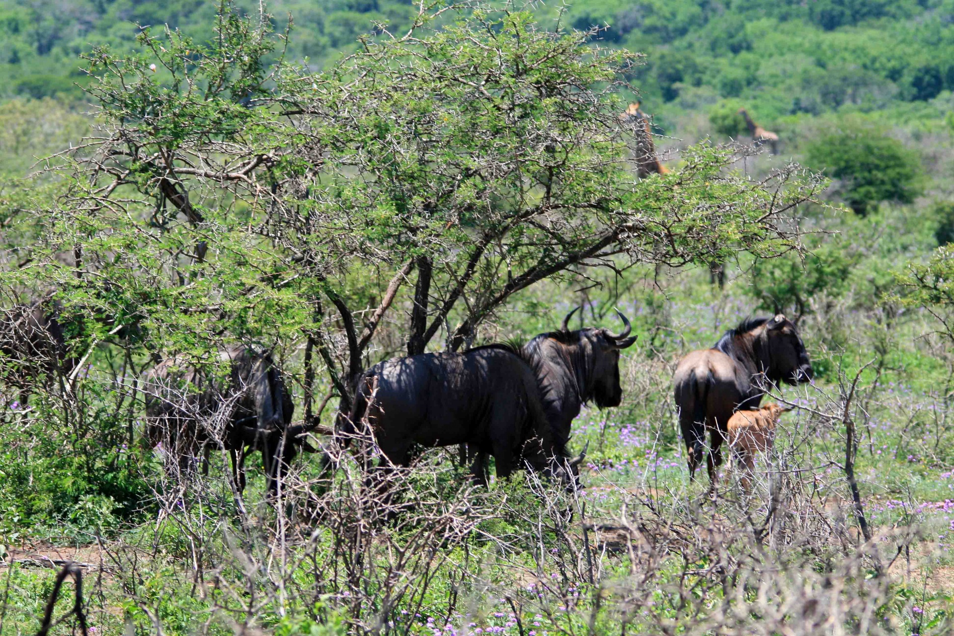 Gnu,  Babe,  Jaunas,  Suaugusieji,  Krūmas,  Gnu Stovi Šešėlyje, Nemokamos Nuotraukos,  Nemokama Licenzija