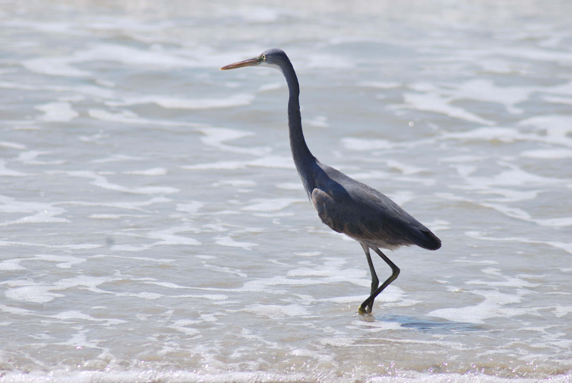 Paukštis,  Žvejyba,  Benaulimas,  Papludimys,  Goa,  Goa Paplūdimio Paukštis, Nemokamos Nuotraukos,  Nemokama Licenzija