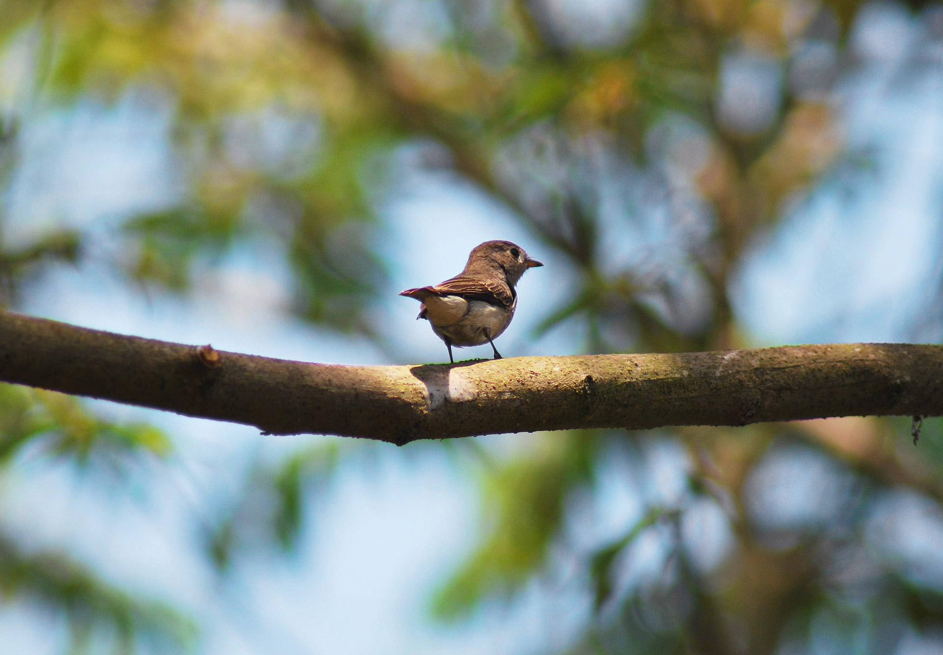 Mažas,  Paukštis,  Goa,  Benaulimas,  Indija,  Goa Maža Paukštis, Nemokamos Nuotraukos,  Nemokama Licenzija