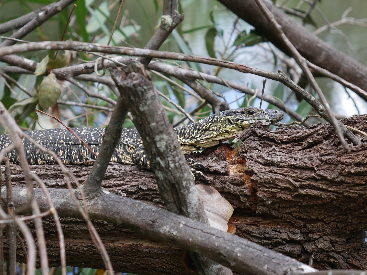 Goanna,  Driežas,  Australija,  Pobūdį,  Roplys,  Gyvūnas,  Gyvūnija,  Filialas,  Aplinka,  Natūralus