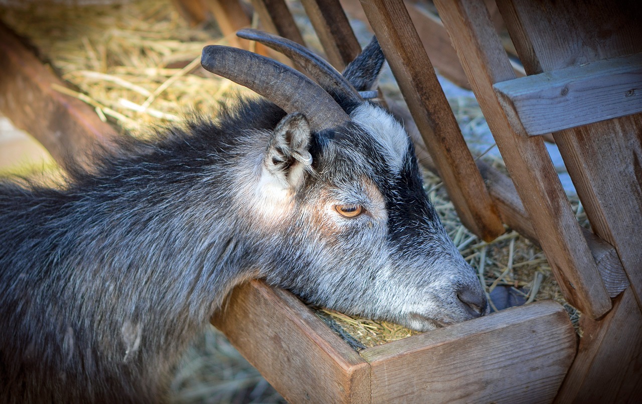 Ožka, Gyvūnas, Ūkis, Žinduolis, Valgymas, Ragai, Akys, Vidaus, Žolė, Ūkio Gyvūnai