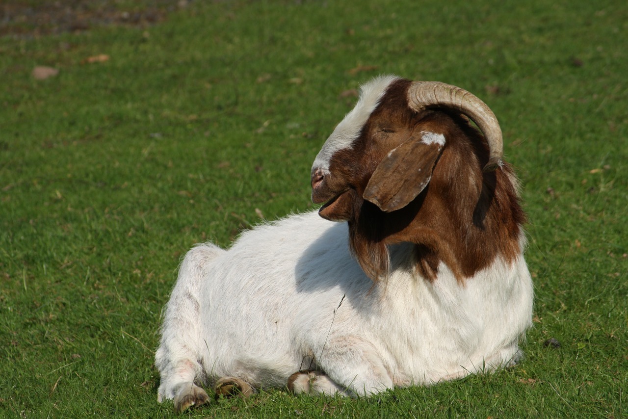 Ožka, Billy Ožkos, Ragai, Naminė Ožka, Gyvūnas, Gyvuliai, Ūkis, Čiobreliai, Bock, Raguotas