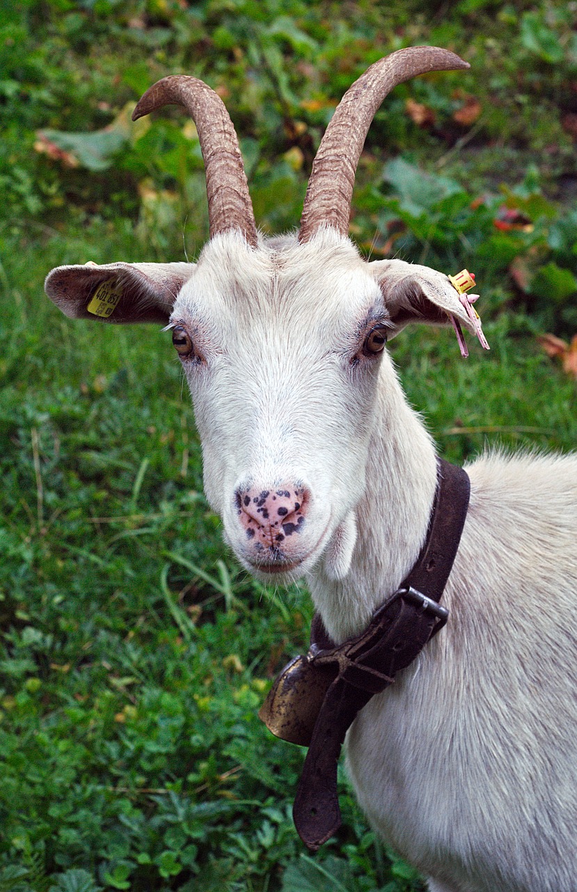 Ožka, Gyvūnas, Austria, Alpės, Buck, Ragai, Kailis, Ožkos, Ožkos Galva, Nemokamos Nuotraukos