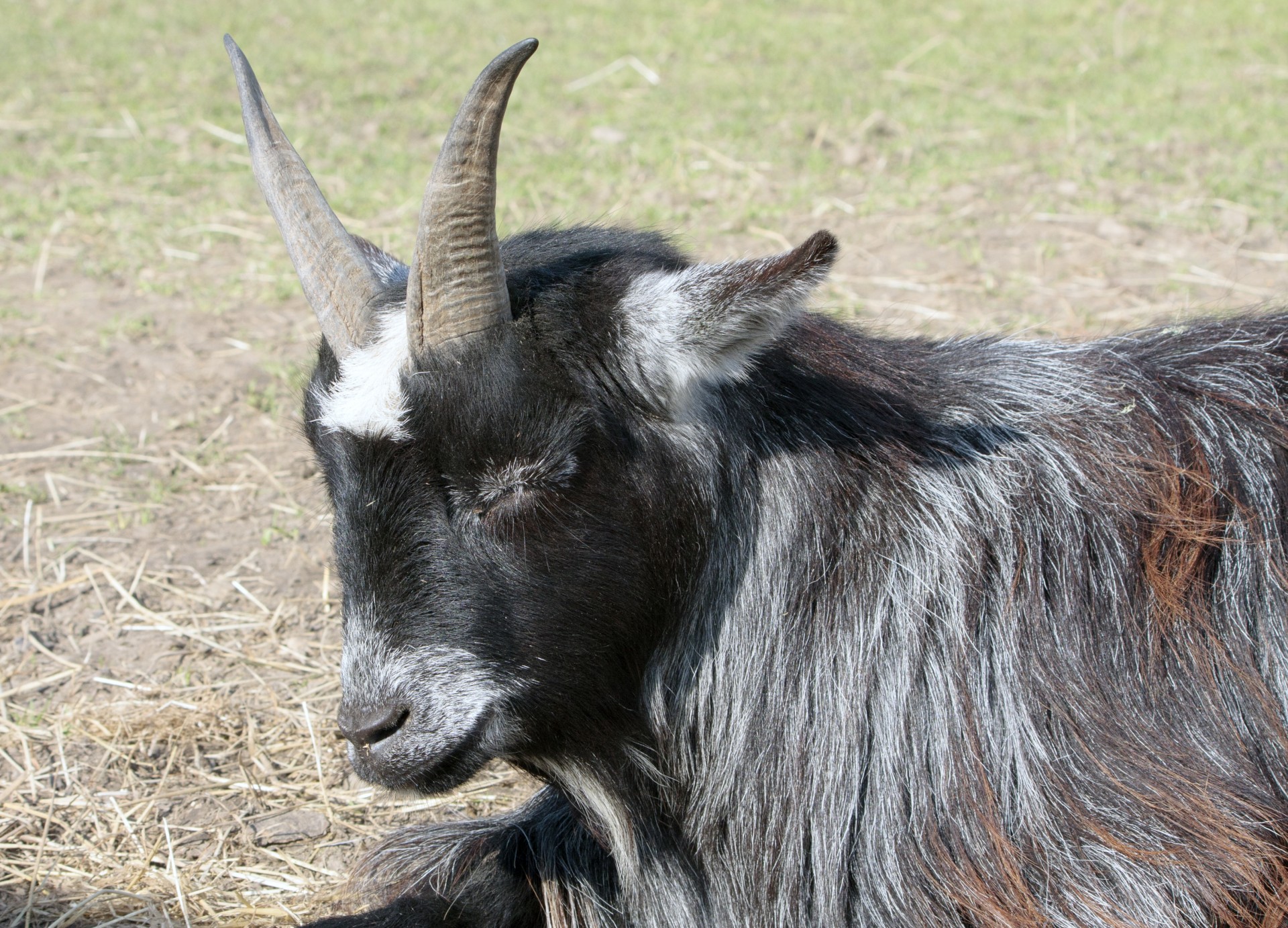 Ožka,  Pygmy,  Pygmy & Nbsp,  Ožka,  Gyvūnas,  Galva,  Veidas,  Iš Arti,  Gamta,  Poilsio