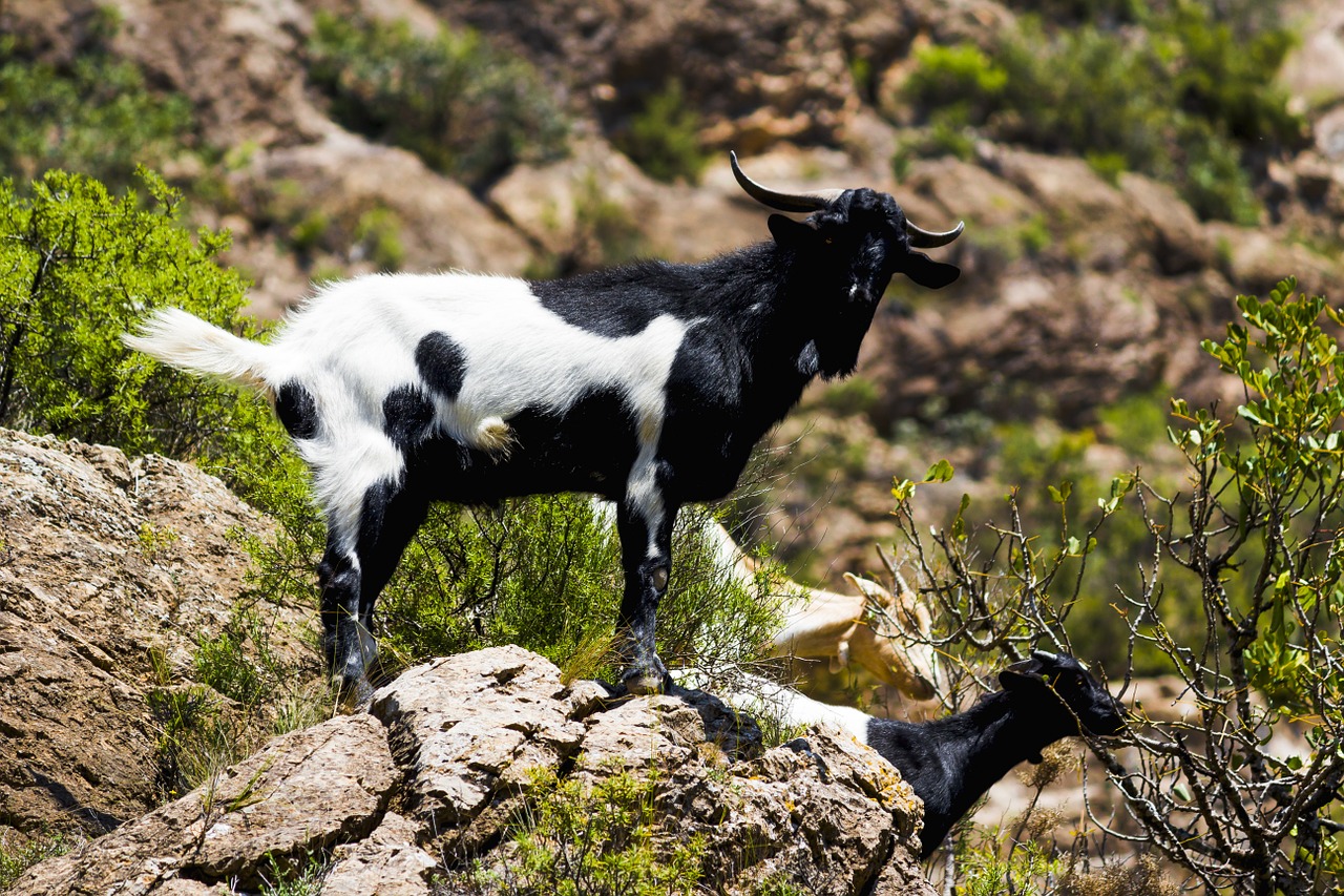 Ožka, Gamta, Kalnas, Ibex, Kelti, Gyvūnų Pasaulis, Vaikas, Gyvūnas, Kalnas, Ragai