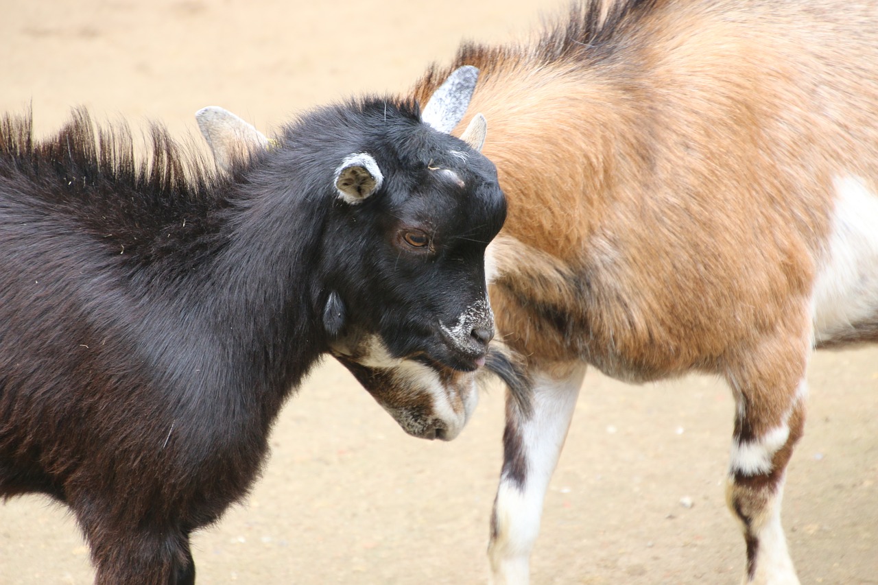 Ožka, Bock, Billy Ožkos, Zoologijos Sodas, Ragai, Gyvūnas, Ūkis, Ožkų Pinigai, Raguotas, Žinduolis