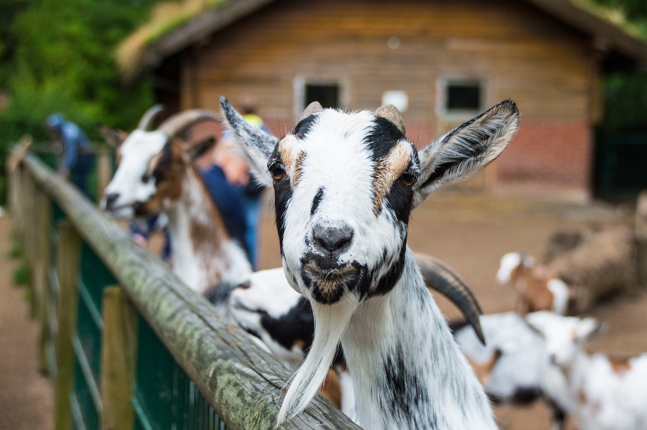 Ožka, Čiobreliai, Portretas, Billy Ožkos, Gyvūnų Portretas, Petting Zoologijos Sode, Nemokamos Nuotraukos,  Nemokama Licenzija