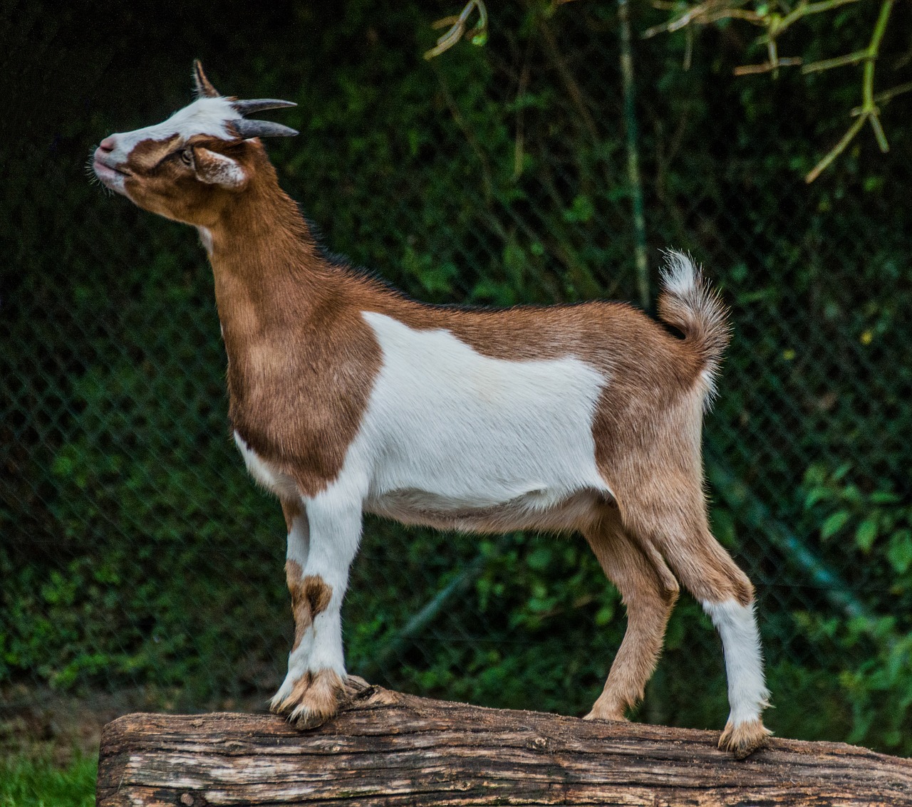 Ožka, Billy Ožkos, Gyvūnų Portretas, Petting Zoologijos Sode, Nemokamos Nuotraukos,  Nemokama Licenzija