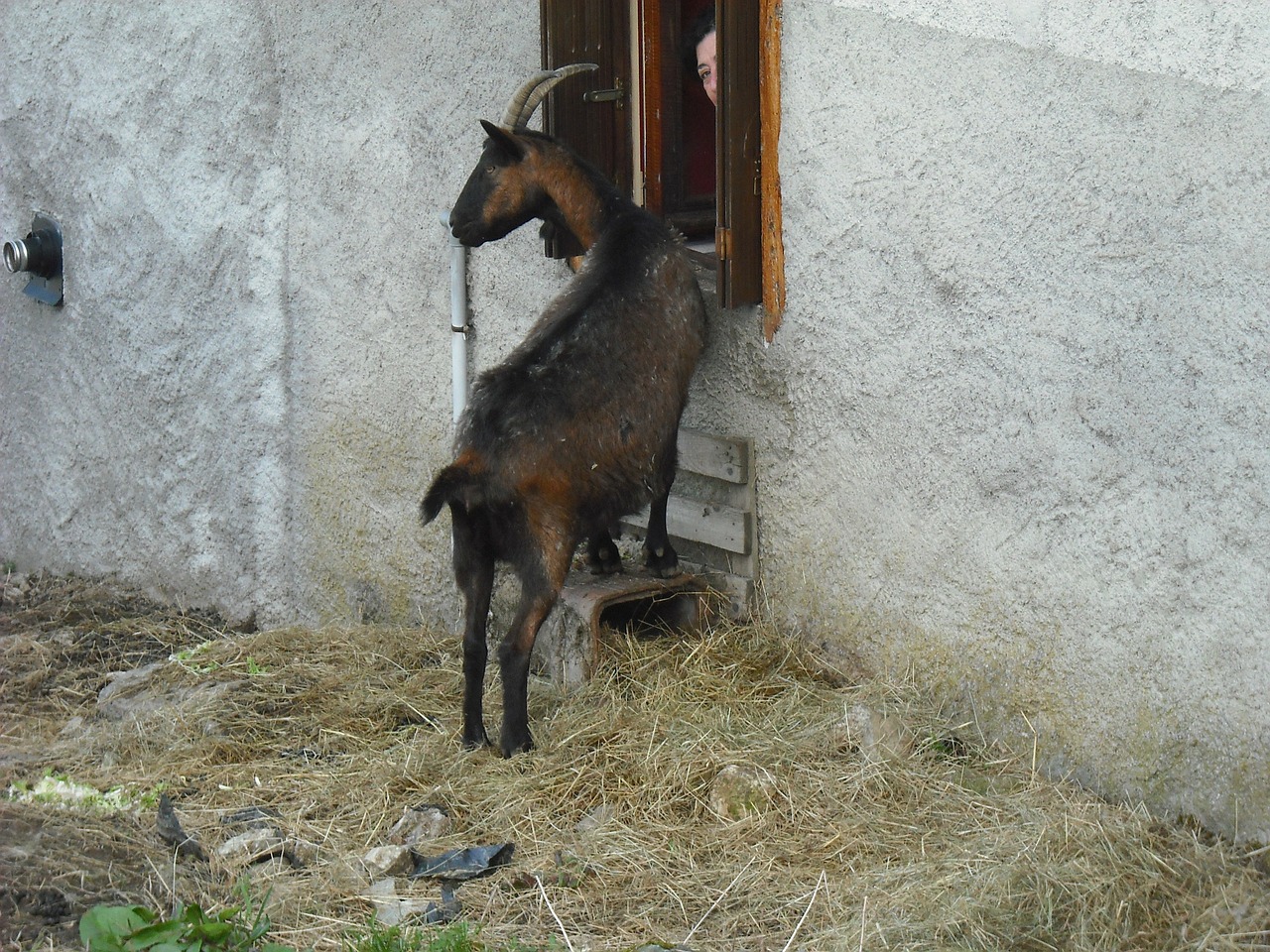 Ožka, Gyvūnai, Ruda, Nemokamos Nuotraukos,  Nemokama Licenzija