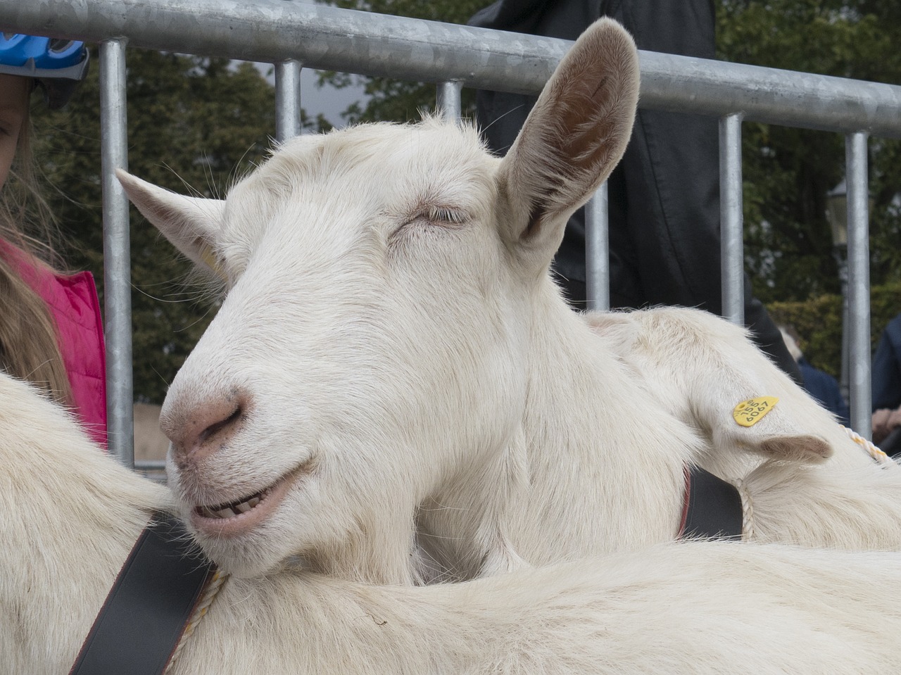 Ožka, Galvijų Paroda, Laimingas, Patenkintas, Gamta, Alpių, Glarus, Glarus Kantonas, Nemokamos Nuotraukos,  Nemokama Licenzija