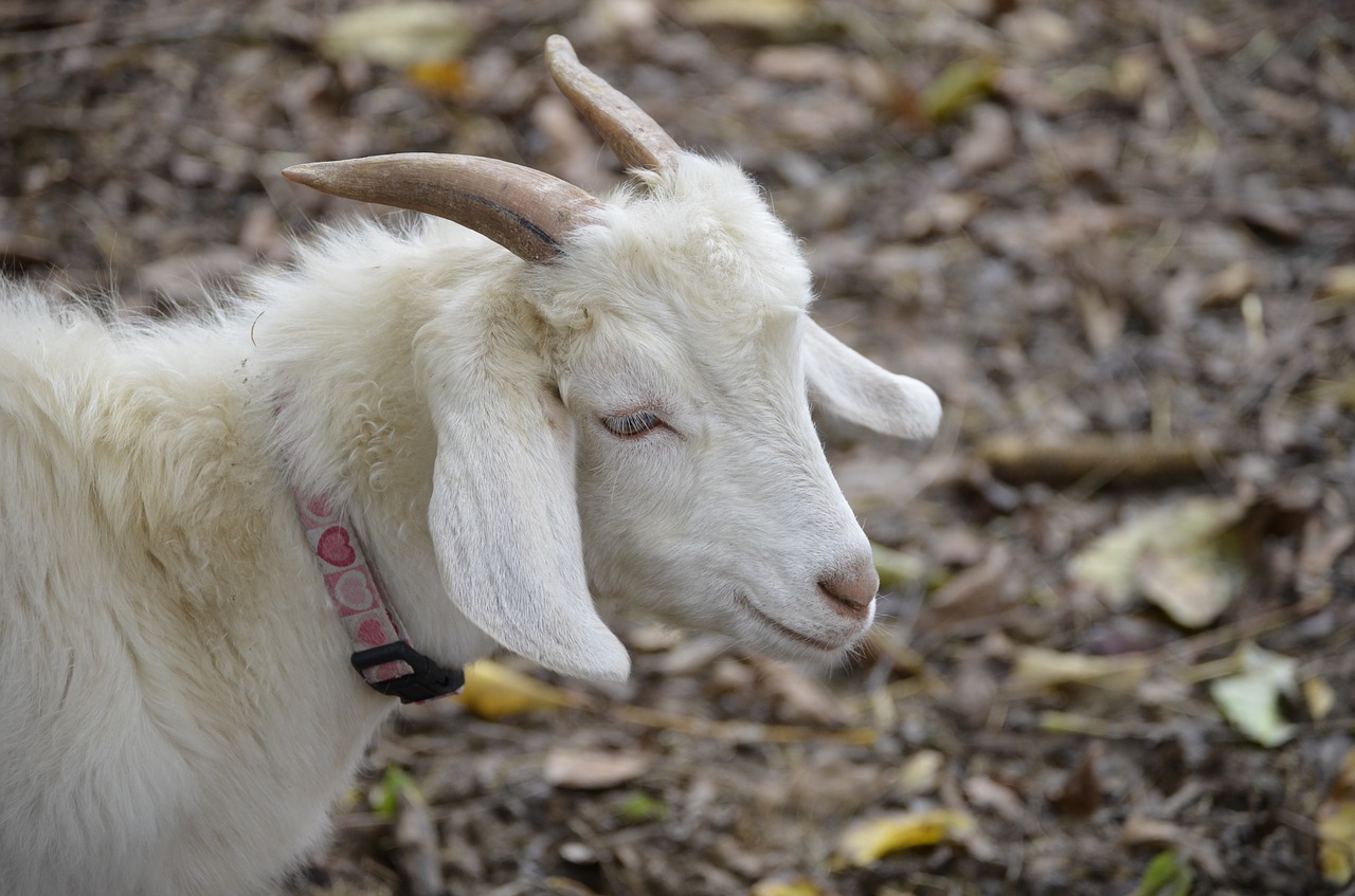 Ožka, Balta, Bock, Pragaras, Billy Ožkos, Gamta, Ragai, Naminė Ožka, Nemokamos Nuotraukos,  Nemokama Licenzija