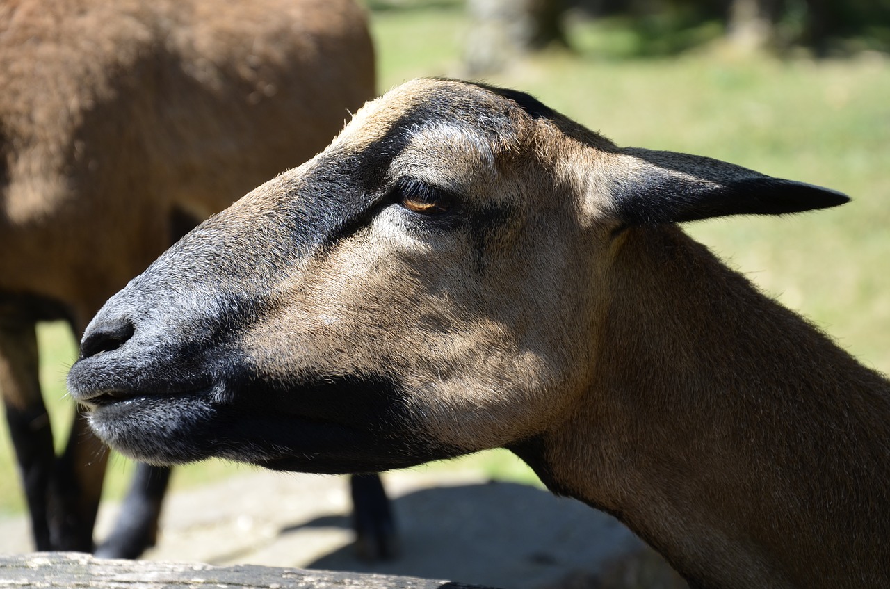 Ožka, Gyvūnas, Gamta, Ūkis, Zoologijos Sodas, Nemokamos Nuotraukos,  Nemokama Licenzija