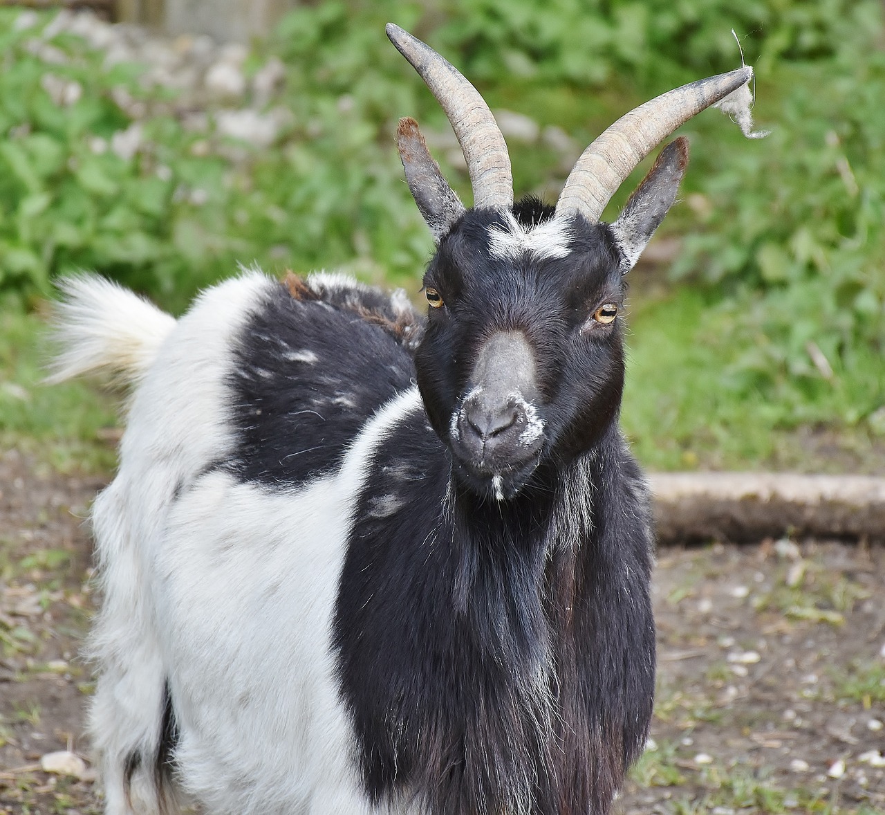 Ožka, Bock, Ragai, Gyvuliai, Billy Ožkos, Ožkos Galva, Ožkų Pinigai, Padaras, Gyvūnas, Raguotas