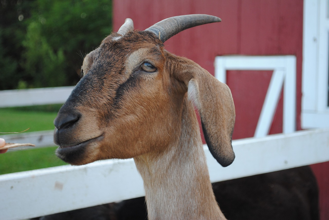 Ožka, Billy, Auklės, Ūkis, Naminis Gyvūnėlis, Billy Ožkos, Ram, Žavinga, Gyvūninė Fotografija, Fermos Gyvūnas