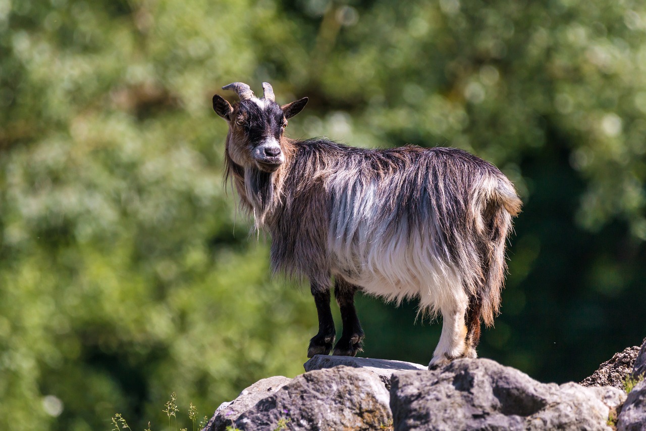 Ožka, Ragai, Gyvūnas, Žinduoliai, Billy Ožkos, Laimingas, Įdomu, Galva, Ožkos Galva, Ožkų Pinigai