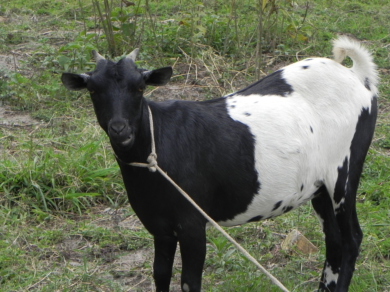 Ožka, Uganda, Fermos Gyvūnas, Nemokamos Nuotraukos,  Nemokama Licenzija