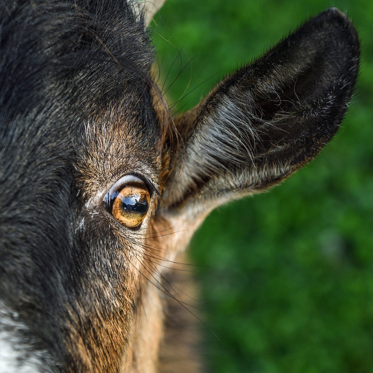 Eyes ears. Уши козы. Глаза козла. Глаза Козлов.