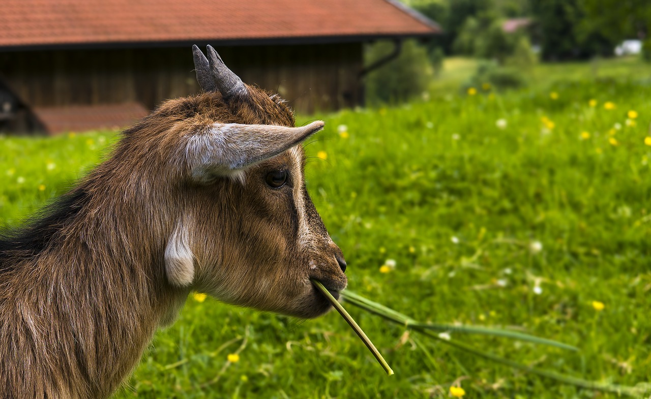 Ožka, Portretas, Gyvūnų Portretas, Žinduolis, Ragai, Raguotas, Gyvūnas, Billy Ožkos, Gyvuliai, Mėgautis