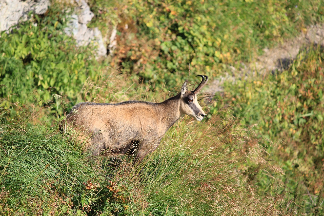 Ožka, Alpinizmas, Takas, Kelias, Takas, Laukinė Gamta, Nemokamos Nuotraukos,  Nemokama Licenzija