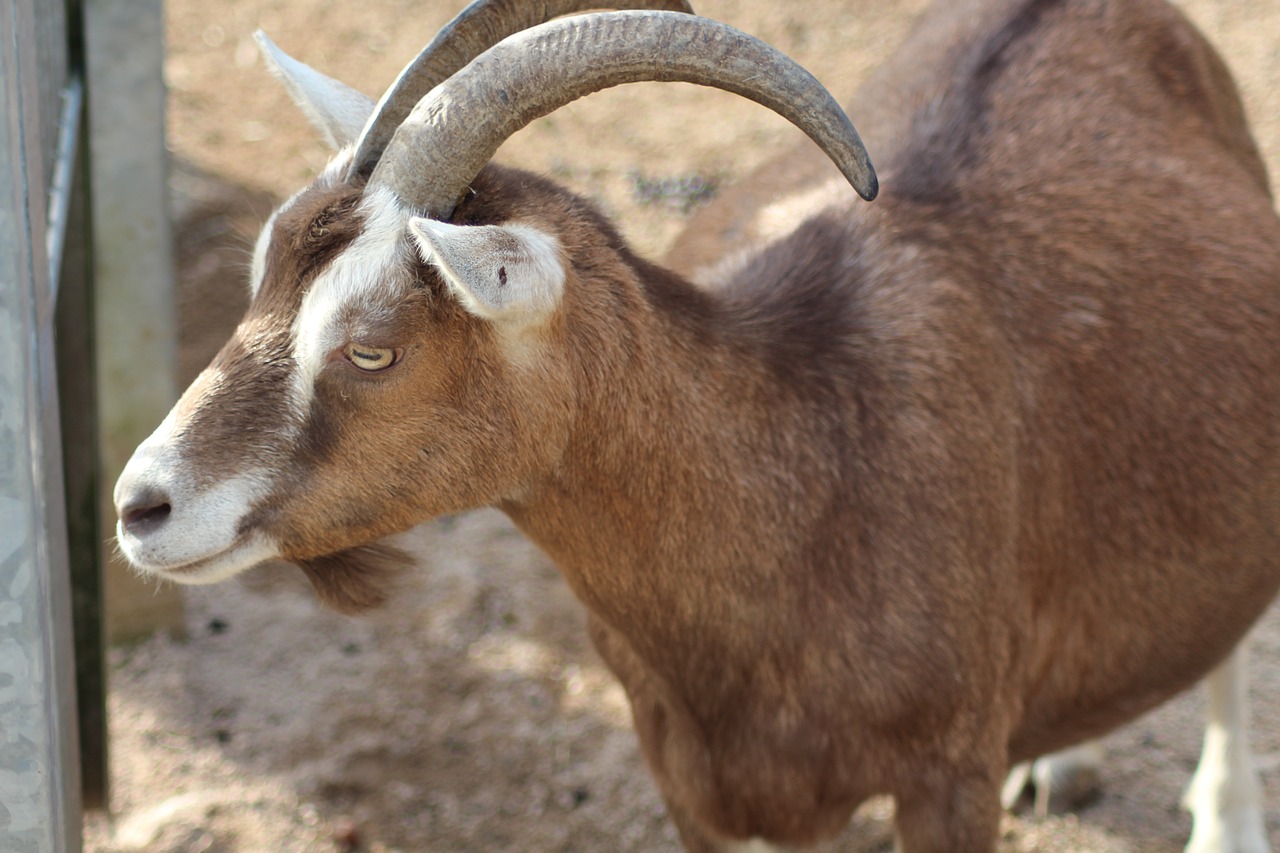 Ožka, Ragai, Gyvūnas, Ūkis, Žinduoliai, Ragas, Ožkų Pinigai, Zoologijos Sodas, Petting Zoologijos Sode, Bock