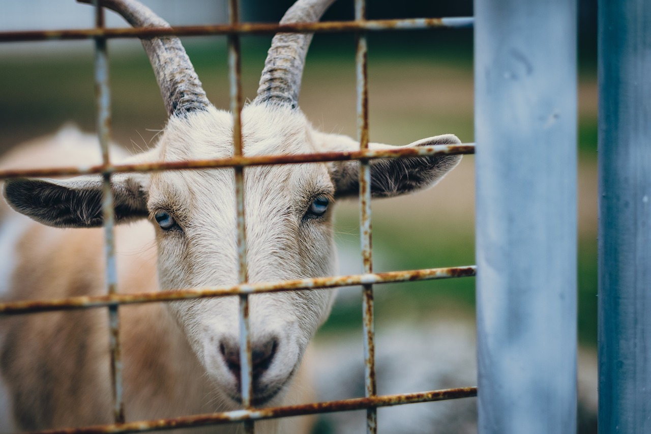 Ožka, Ragas, Gyvūnas, Vartai, Ūkis, Nemokamos Nuotraukos,  Nemokama Licenzija