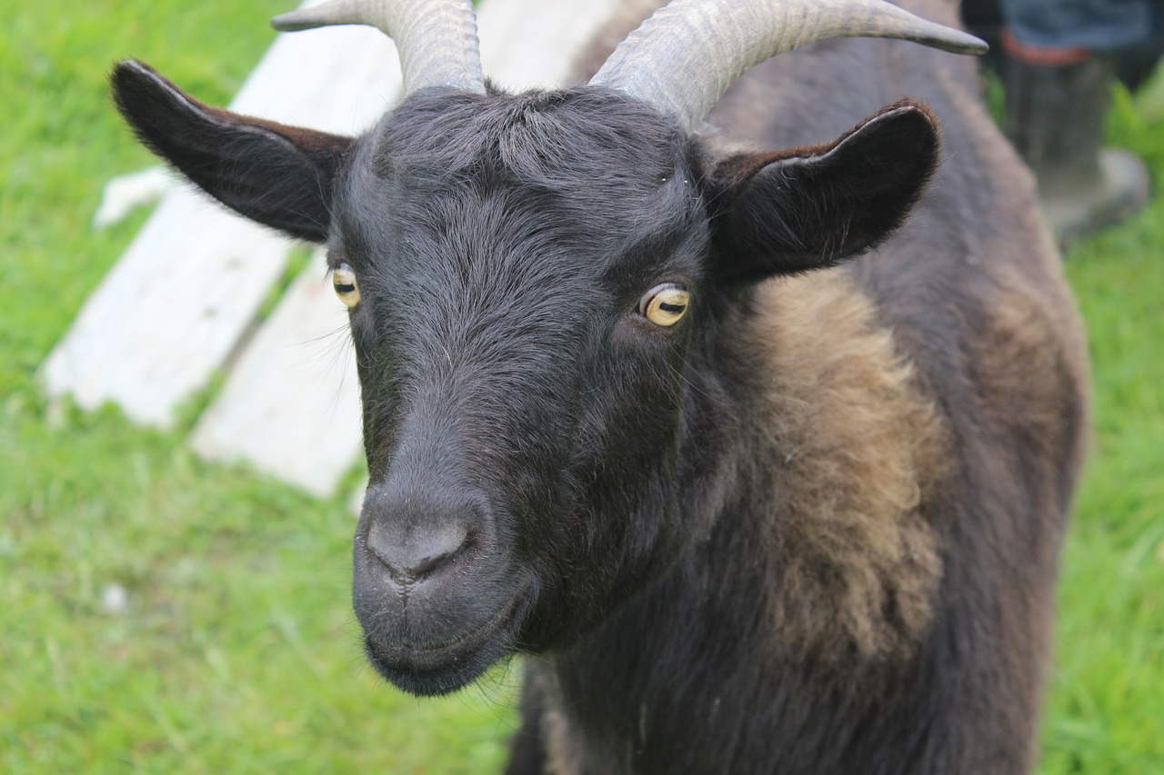 Ožka, Gyvūnas, Nz, Ūkis, Gamta, Vidaus, Gyvuliai, Žemdirbystė, Laukinė Gamta, Ruda