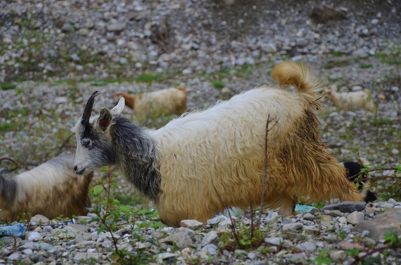 Ožka, Ožkos, Gyvūnas, Ūkis, Gamta, Žinduolis, Vaikas, Pienas, Balta, Kūdikis-Gyvūnas