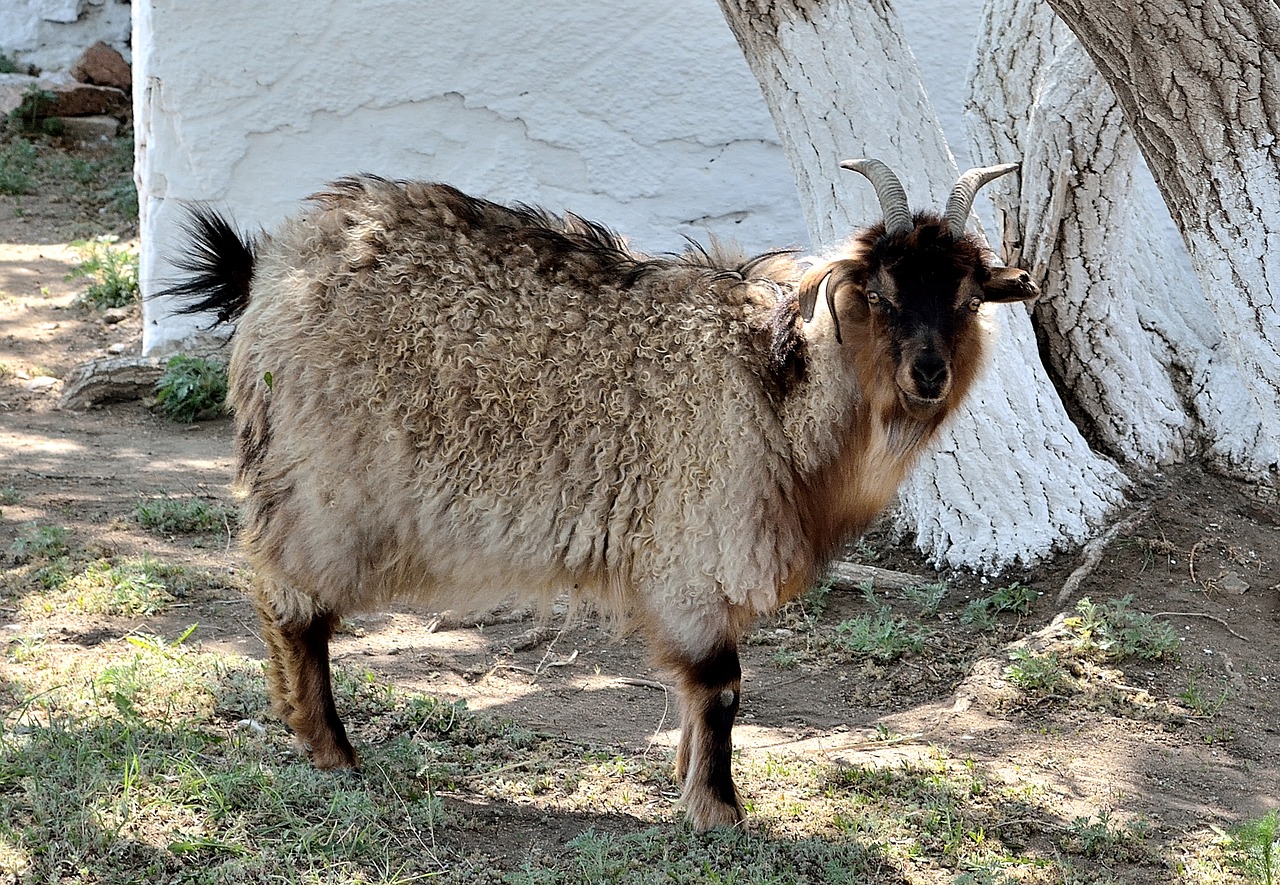 Ožka, Gyvūnas, Naminis Gyvūnėlis, Gamta, Vaizdas, Nemokamos Nuotraukos,  Nemokama Licenzija