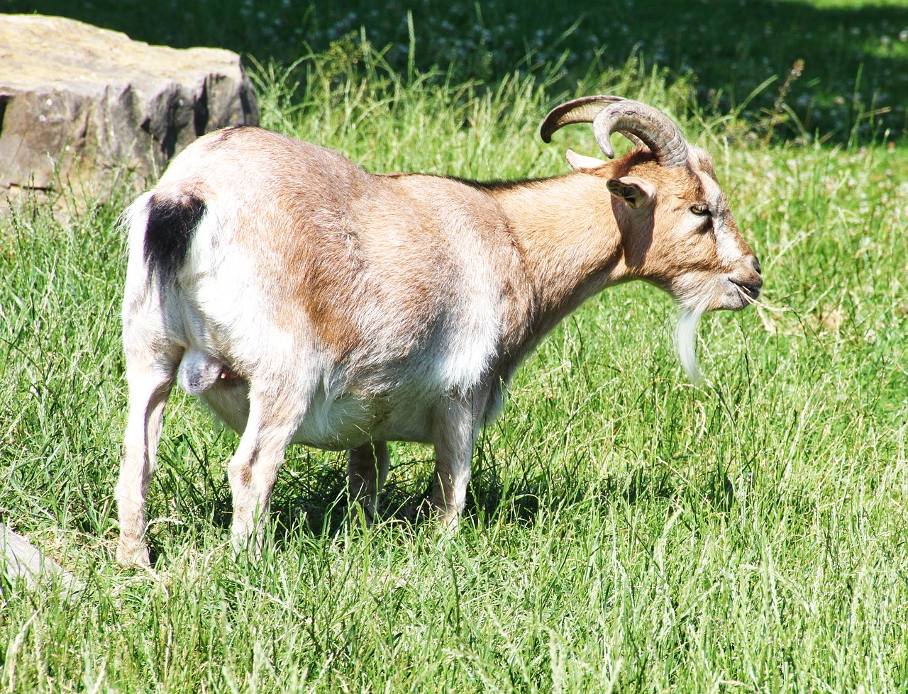 Ožka, Ragai, Gyvūnas, Ūkis, Zoologijos Sodas, Billy Ožkos, Ruda, Gyvuliai, Naminė Ožka, Kailis