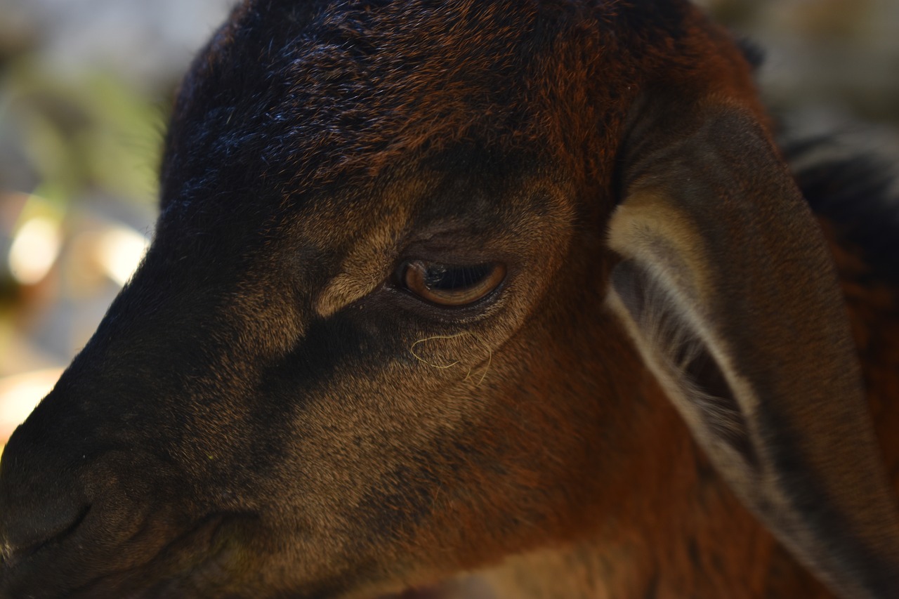 Ožka, Akis, Gyvūnas, Ūkis, Žinduolis, Žemdirbystė, Fauna, Nemokamos Nuotraukos,  Nemokama Licenzija