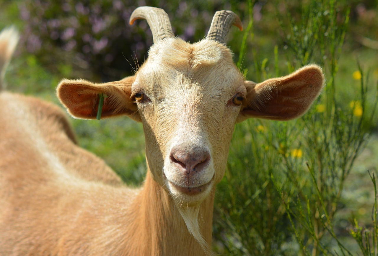 Ožka, Billy Ožkos, Bock, Ožkos Portretas, Portretas, Ramstis, Šypsnys, Šypsena, Laukinės Gamtos Fotografija, Naminė Ožka