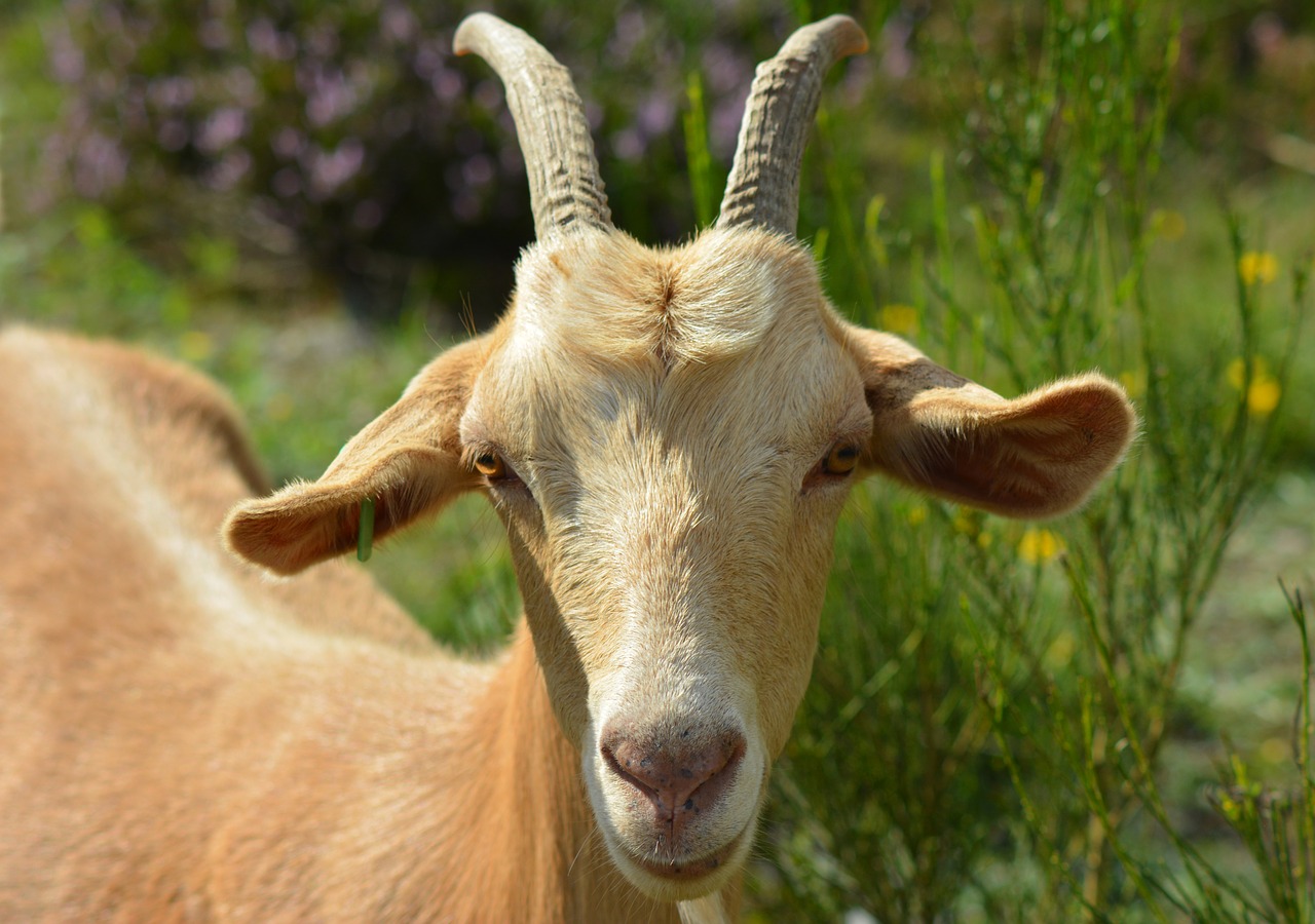 Ožka, Billy Ožkos, Bock, Ožkos Portretas, Portretas, Ramstis, Šypsena, Laukinės Gamtos Fotografija, Naminė Ožka, Raguotas