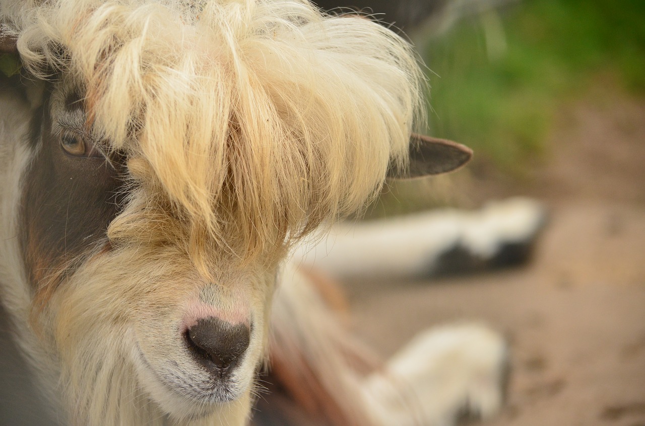 Ožka, Jos, Rodyti, Petting, Lauke, Gyvūnas, Paslėpta, Nemokamos Nuotraukos,  Nemokama Licenzija