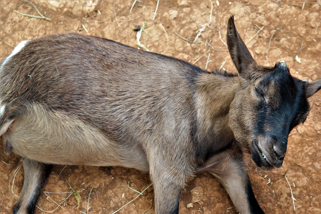 Ožka, Melas, Padaras, Žinduoliai, Gyvuliai, Laukinės Gamtos Fotografija, Gamta, Nemokamos Nuotraukos,  Nemokama Licenzija