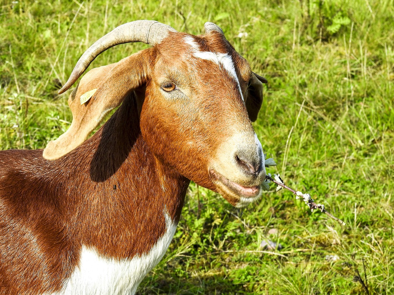 Ožka, Boer Ožys, Weidetier, Gyvūnas, Gamta, Nemokamos Nuotraukos,  Nemokama Licenzija