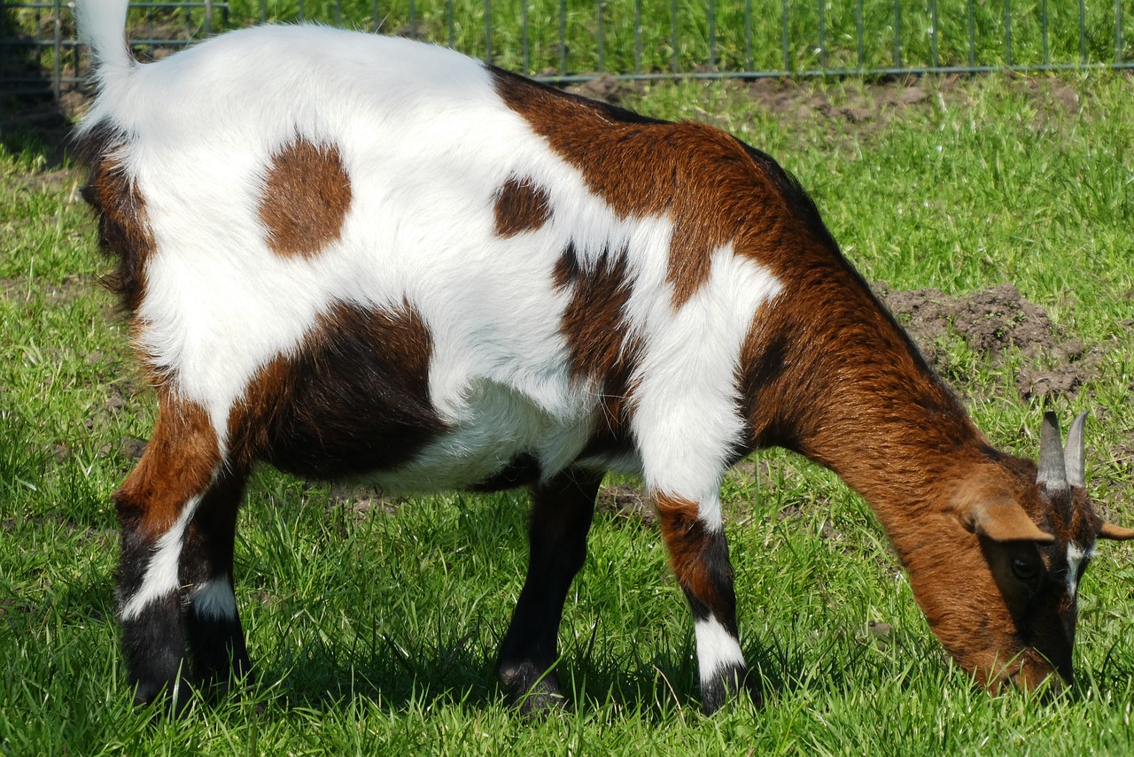 Ožka,  Petting,  Žinduoliai,  Gyvūnų Karalystė,  Ūkis,  Galvijų,  Pievos,  Gamta, Nemokamos Nuotraukos,  Nemokama Licenzija