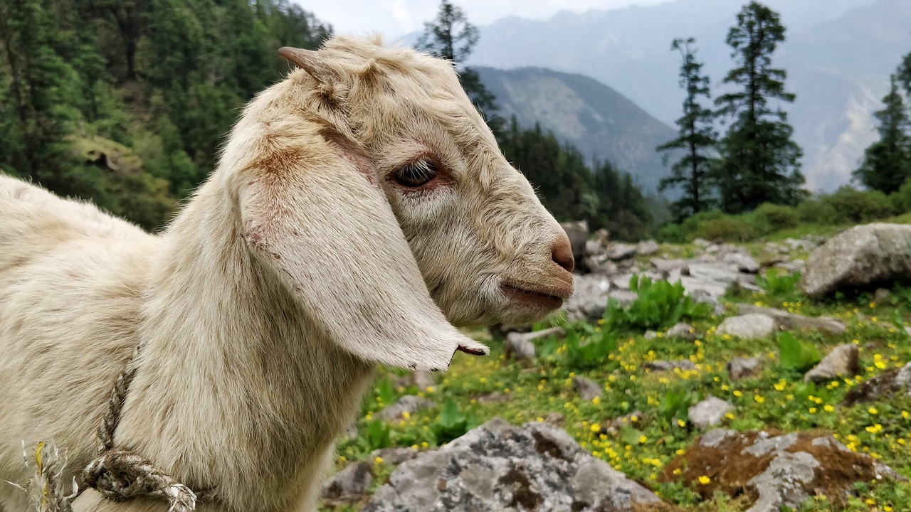 Ožka,  Gyvūnas,  Pobūdį,  Mielas,  Žinduolis,  Lauko,  Ėriena, Nemokamos Nuotraukos,  Nemokama Licenzija