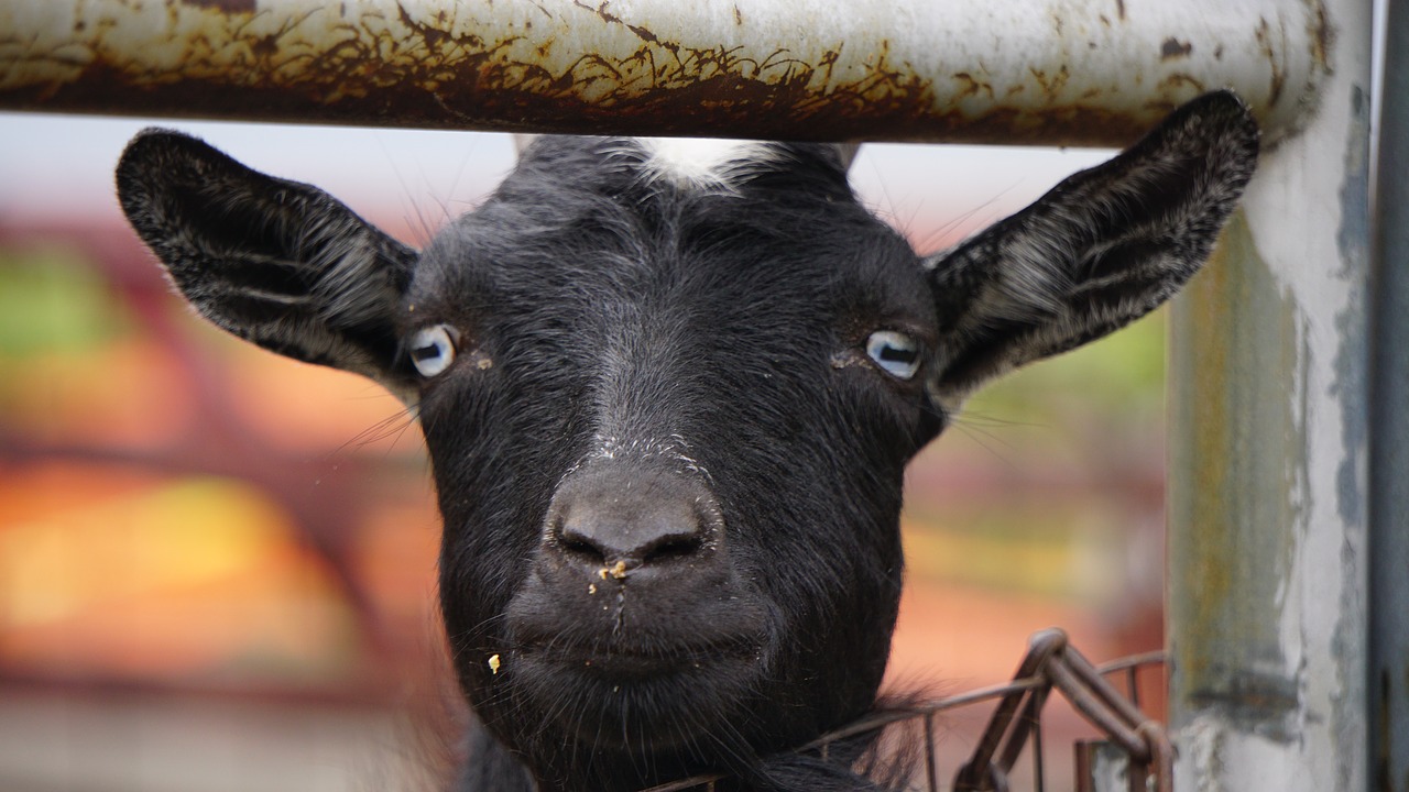 Ožka,  Ožkų,  Veidas,  Laimingas,  Ūkis,  Žemės,  Tvartas,  Barnyard,  Gyvūnas,  Žinduolis