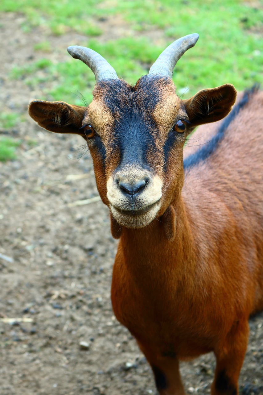 Ožka,  Gyvūnas,  Ūkis,  Meadow,  Ožkų,  Išdykęs Ožkos,  Geitekop,  Mielas,  Ragai,  Galva