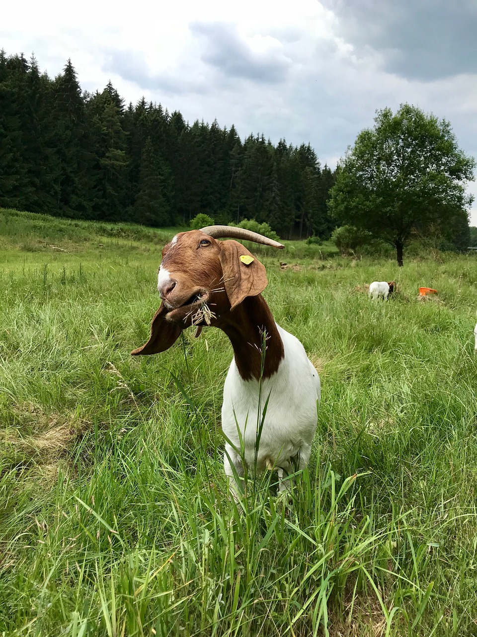 Ožka,  Peržiūrėti,  Pobūdį,  Padaras,  Gyvulininkystė,  Mielas,  Keturkojis,  Gyvūnas,  Ūkis,  Vidaus Ožkos