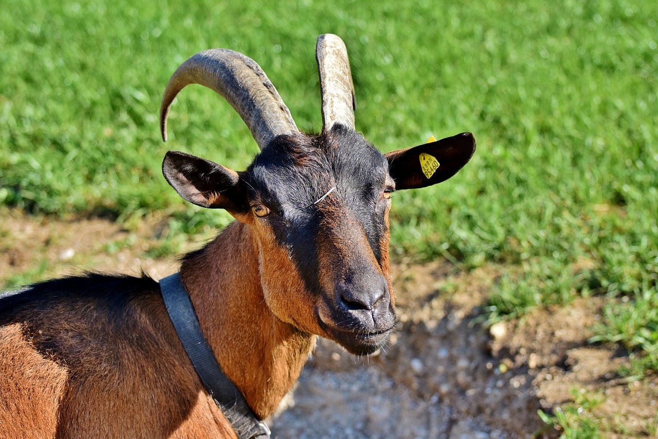 Ožka,  Billy Ožkos,  Ragai,  Bock,  Gyvulininkystė,  Vidaus Ožkos,  Ožkos Galva,  Ožka Spardytis,  Raguotas,  Gyvūnas