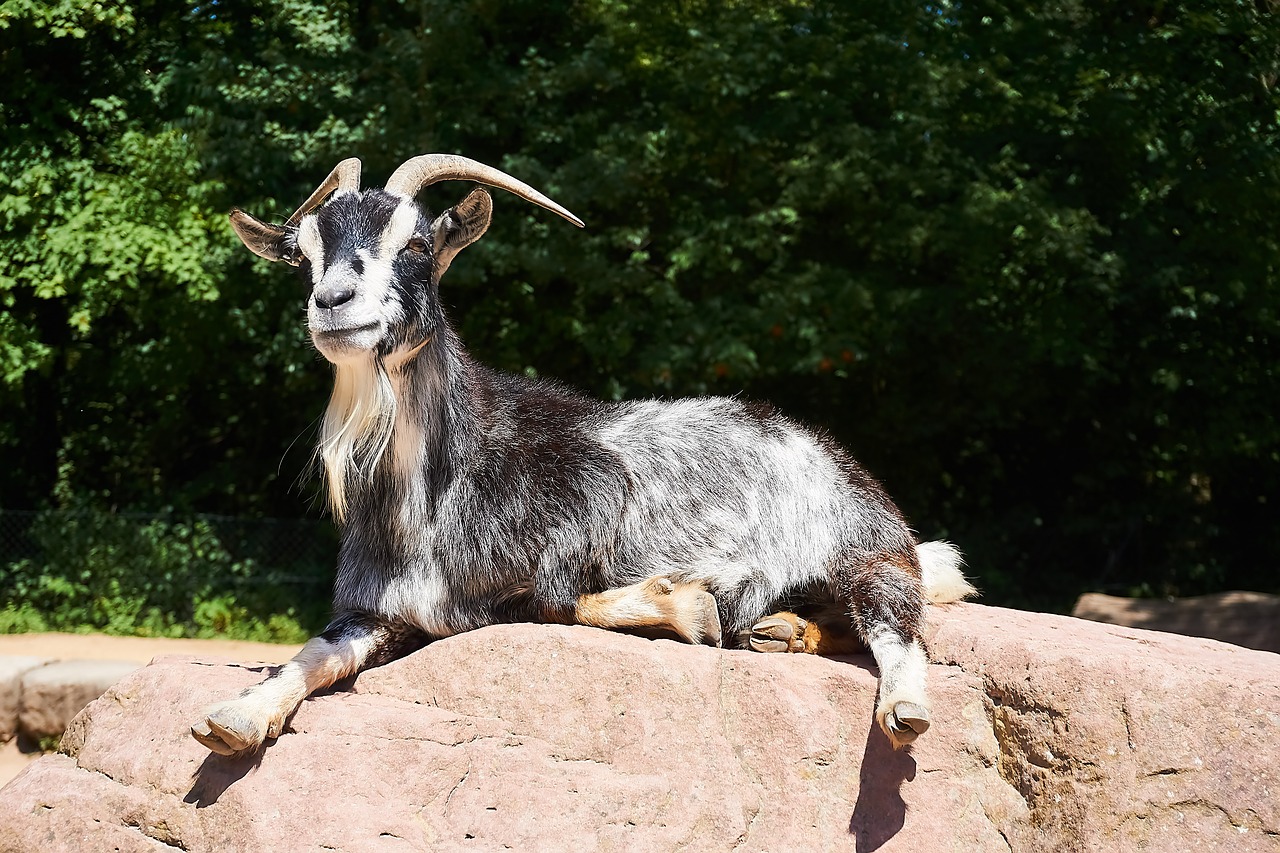 Ožka,  Petting Zoologijos,  Gyvūnas,  Zoo,  Vidaus Ožkos,  Ragai,  Lazing Aplink,  Saulė,  Ožkos Galva,  Gyvulininkystė